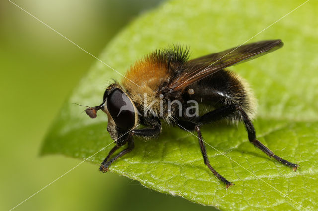 Kleine woudzwever (Criorhina berberina)