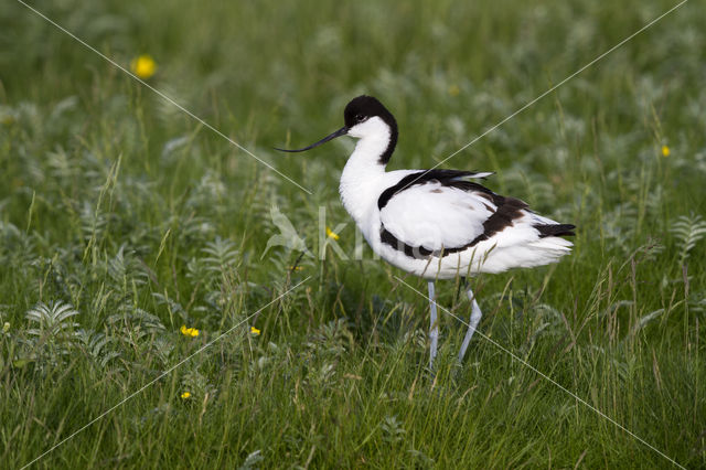 Pied Avocet (Recurvirostra avosetta)