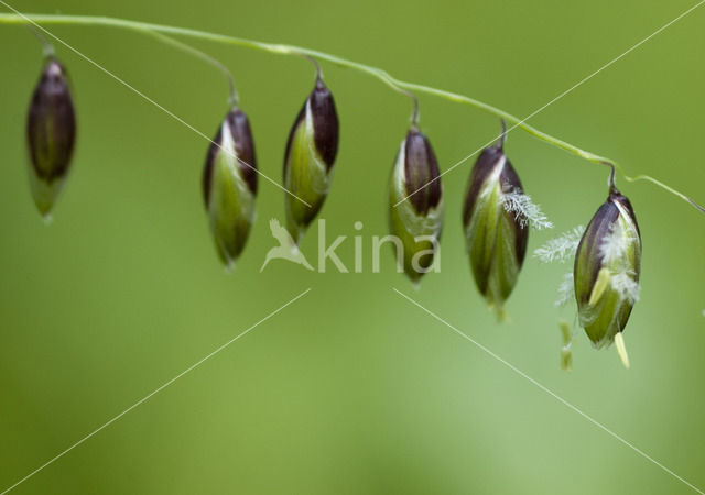 Knikkend parelgras (Melica nutans)