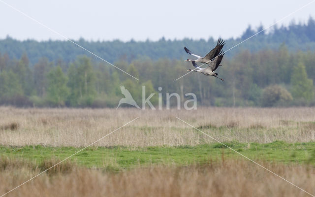 Kraanvogel (Grus grus)