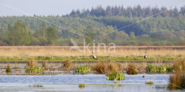 Kraanvogel (Grus grus)