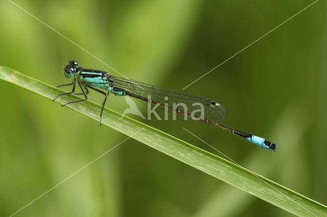 Lantaarntje (Ischnura elegans)