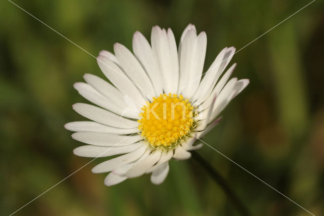 Daisy (Bellis perennis)