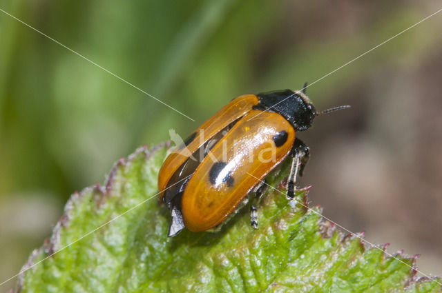 Mierzakkever (Clytra quadripunctata)