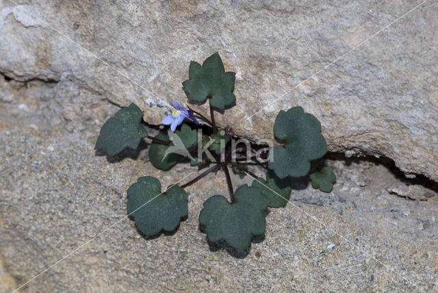 Muurleeuwenbek (Cymbalaria muralis)