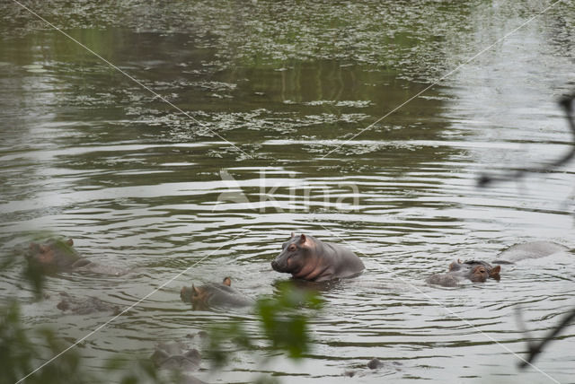 Nijlpaard (Hippopotamus amphibius)