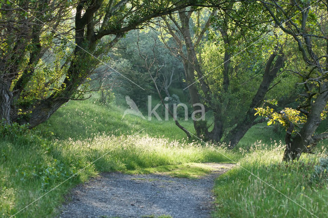 Noordhollands Duinreservaat