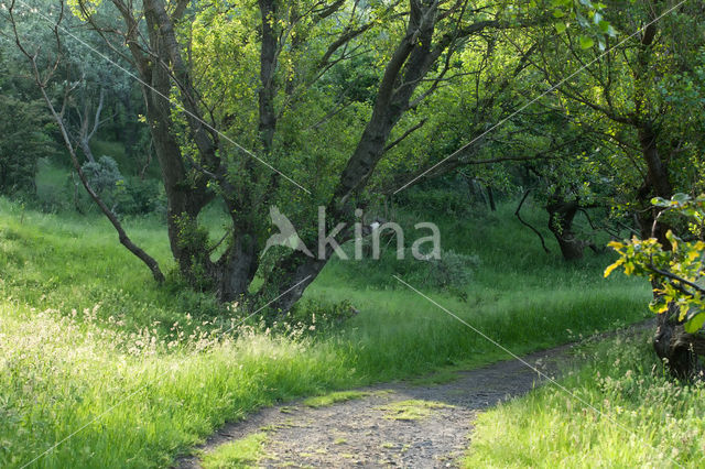 Noordhollands Duinreservaat