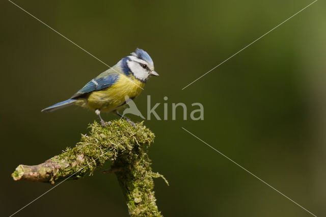 Pimpelmees (Parus caeruleus)