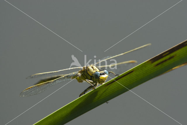 Plasrombout (Gomphus pulchellus)