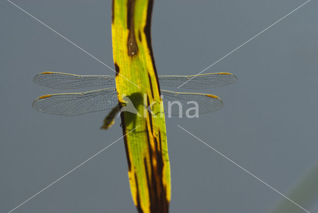 Plasrombout (Gomphus pulchellus)