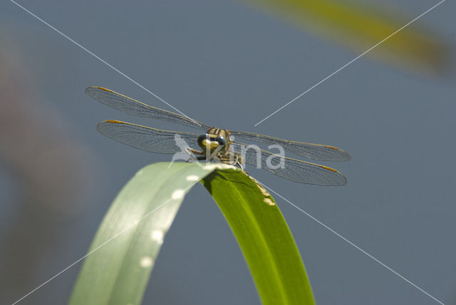 Plasrombout (Gomphus pulchellus)