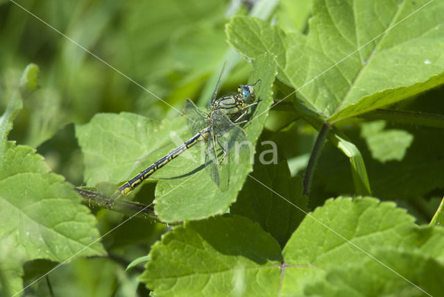 Plasrombout (Gomphus pulchellus)