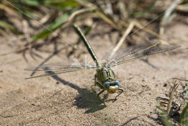 Plasrombout (Gomphus pulchellus)