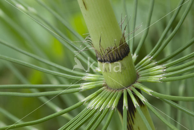 Reuzenpaardenstaart (Equisetum telmateia)