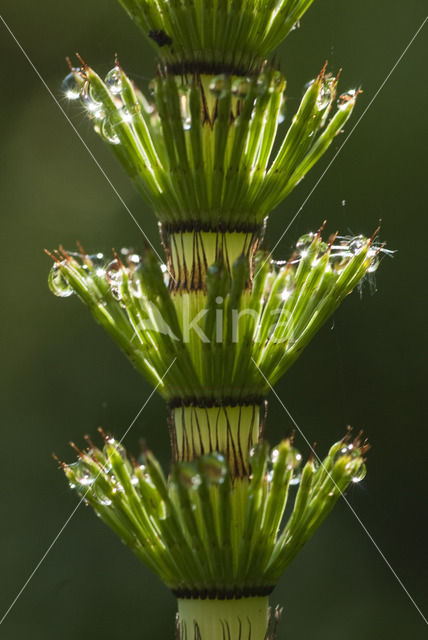 Reuzenpaardenstaart (Equisetum telmateia)