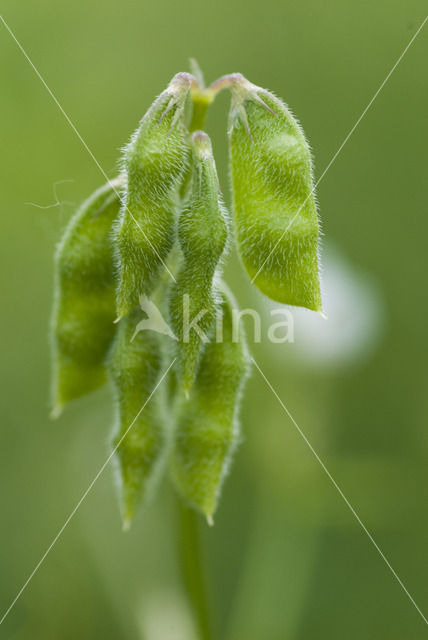 Ringelwikke (Vicia hirsuta)