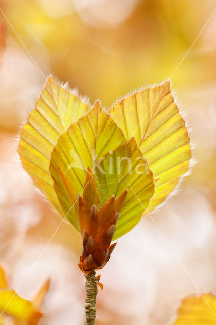 Rode beuk (Fagus purpurea)