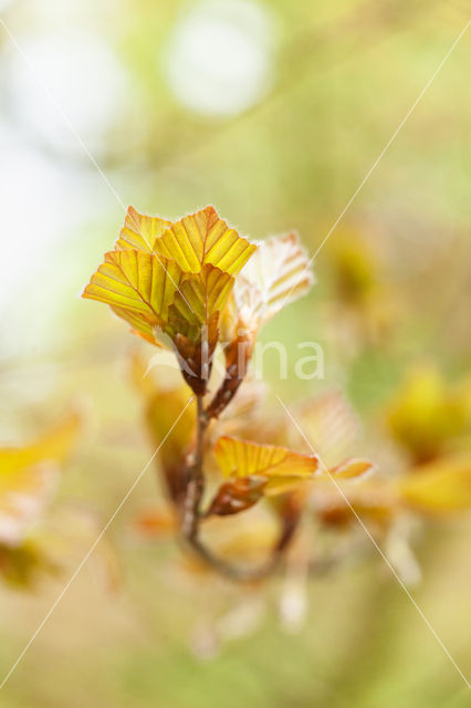 Rode beuk (Fagus purpurea)