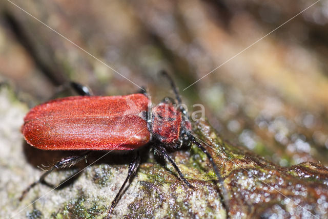 Rode boktor (Pyrrhidium sanguineum)