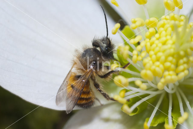 Rosse metselbij (Osmia bicornis)