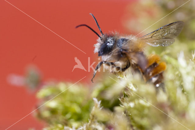 Rosse metselbij (Osmia bicornis)