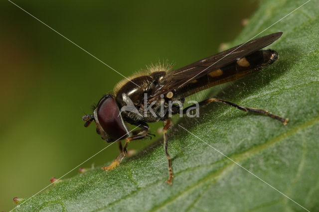 Schaduwplatvoetje (Platycheirus scutatus)