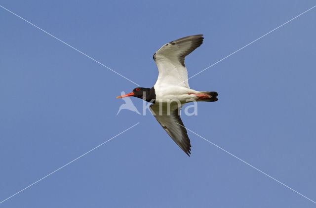 Scholekster (Haematopus ostralegus)