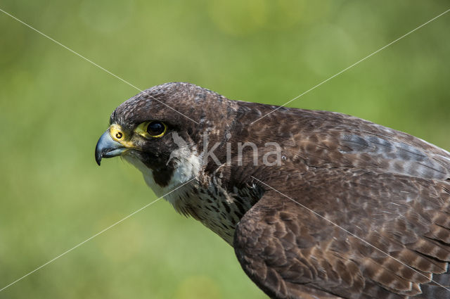 Peregrine Falcon (Falco peregrinus)