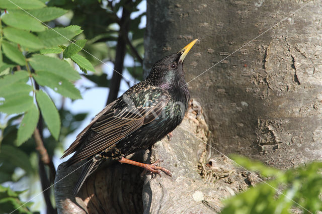 Spreeuw (Sturnus vulgaris)