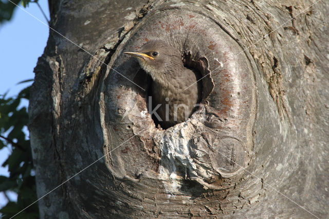 Spreeuw (Sturnus vulgaris)