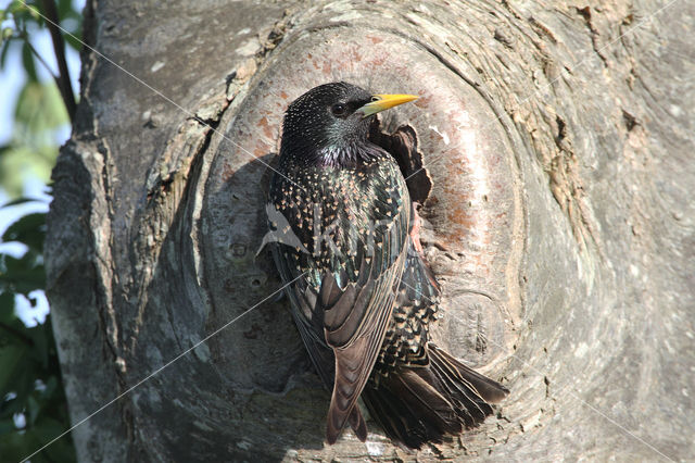 Spreeuw (Sturnus vulgaris)