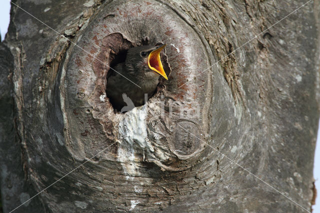 Spreeuw (Sturnus vulgaris)