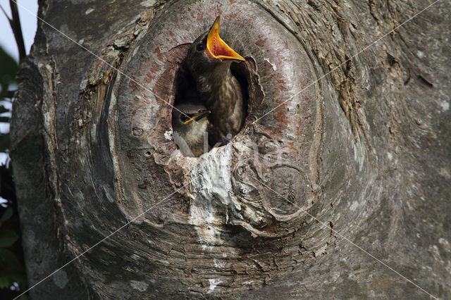 Spreeuw (Sturnus vulgaris)