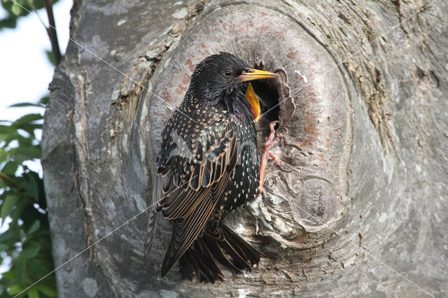 Spreeuw (Sturnus vulgaris)