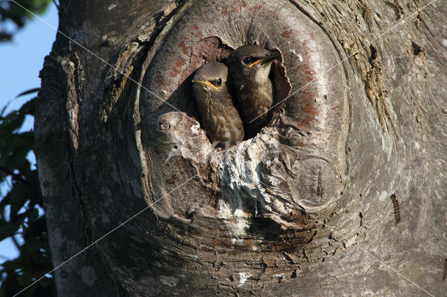 Spreeuw (Sturnus vulgaris)