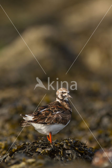 Steenloper (Arenaria interpres)