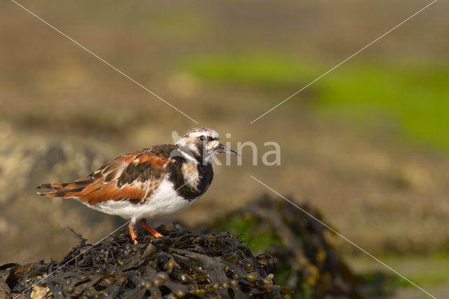 Steenloper (Arenaria interpres)