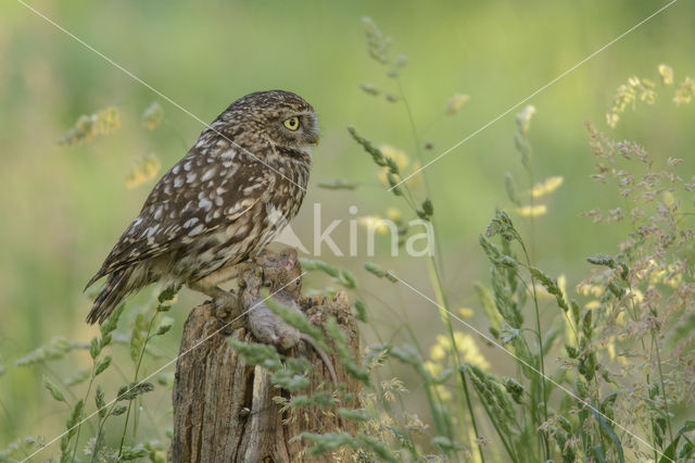 Steenuil (Athene noctua)