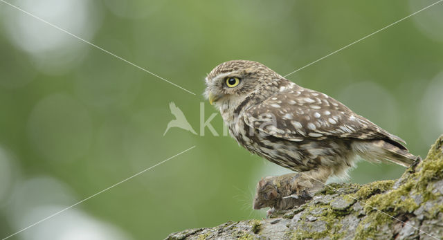 Steenuil (Athene noctua)