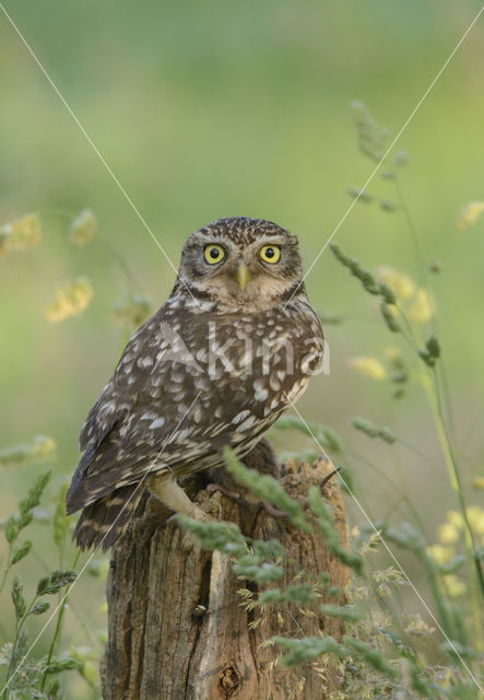 Steenuil (Athene noctua)