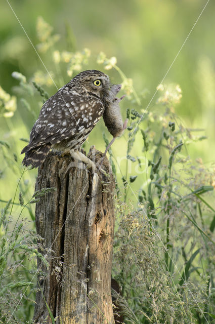 Steenuil (Athene noctua)