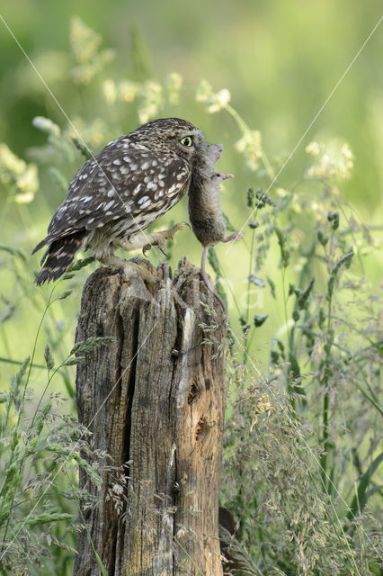 Steenuil (Athene noctua)