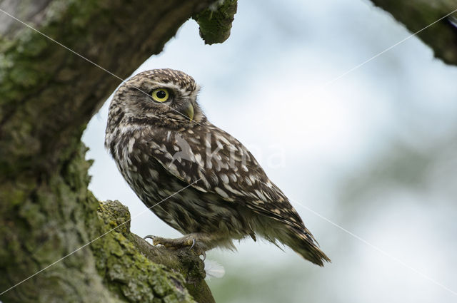 Steenuil (Athene noctua)