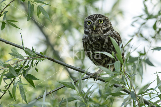 Steenuil (Athene noctua)