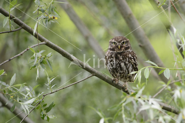 Steenuil (Athene noctua)