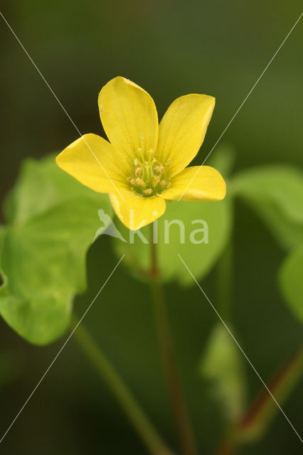 Upright Yellow-sorrel (Oxalis fontana)