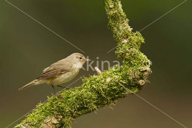 Tjiftjaf (Phylloscopus collybita)