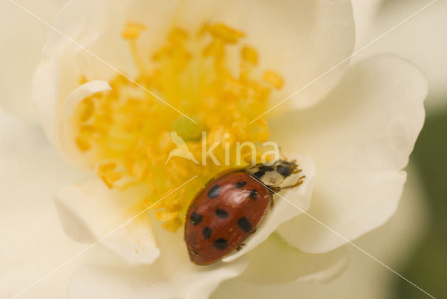 Veelkleurig aziatisch lieveheersbeestje (Harmonia axyridis)