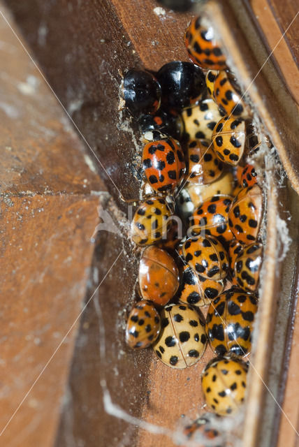 Veelkleurig aziatisch lieveheersbeestje (Harmonia axyridis)